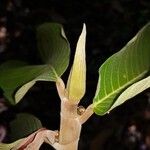 Castilla tunu Leaf