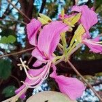 Bauhinia purpureaBlodyn