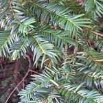 Taxus brevifolia List