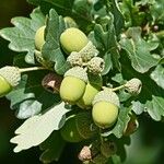 Quercus robur Fruit