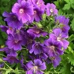 Geranium ibericum Flower