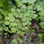 Adiantum capillus-veneris Lehti