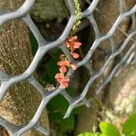 Indigofera spicata फूल