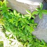 Potentilla reptansFolio