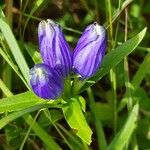 Gentiana linearisŽiedas