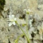 Saxifraga hirsuta Flor
