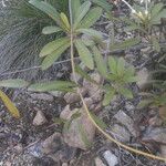 Oxera neriifolia Elinympäristö