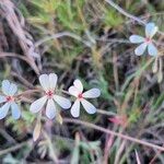 Pelargonium quinquelobatum Flors