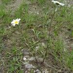 Leucanthemum adustum Habitat