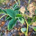 Crotalaria mitchellii Лист