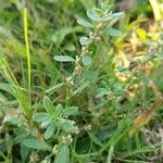 Polygonum plebeium Fleur