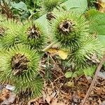 Arctium minus ഫലം