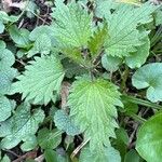 Urtica urens Ліст