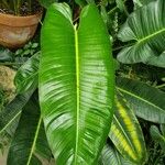 Philodendron schottii Feuille