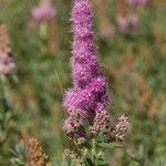 Spiraea × pseudosalicifolia Flor