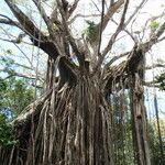 Ficus virens Habit