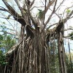 Ficus virens Habitat