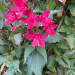 Weigela hortensis Kukka