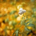 Aconitum uncinatum Pokrój