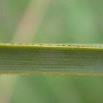 Cladium mariscus Blad