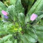 Echium parviflorum Blomst