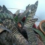 Gasteria obliqua Leaf