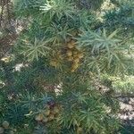 Juniperus oxycedrus Листок