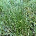 Carex nigra Habit