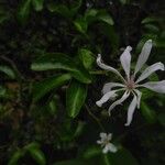 Poncirus trifoliata Flower