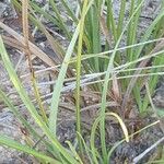 Cyperus niveus Φύλλο