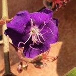 Tibouchina heteromalla Çiçek