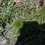 Malacothrix californica Flor