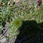 Malacothrix californica Flower