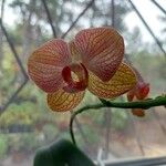 Phalaenopsis spp.Цвят