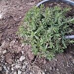 Dianthus deltoides Foglia