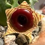 Huernia zebrina പുഷ്പം