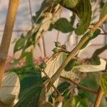 Trema orientale Fruit