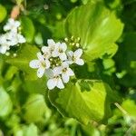 Cardamine asarifolia