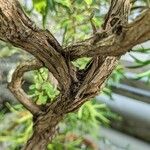 Olearia paniculata кора