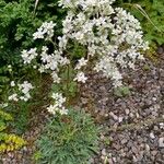 Saxifraga hostii Likasa