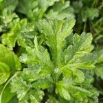 Artemisia verlotiorum Leaf