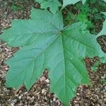 Acer platanoides Feuille