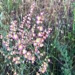 Rumex induratus ফল