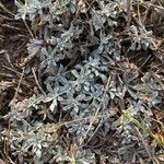 Antennaria parvifolia Листок