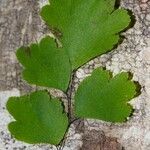 Adiantum aethiopicum Облик