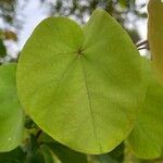 Cercis griffithii পাতা