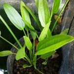 Aquarius cordifolius Leaf