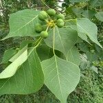 Triadica sebifera Fruit