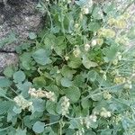 Rumex scutatus Blad