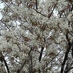 Amelanchier lamarckii पत्ता